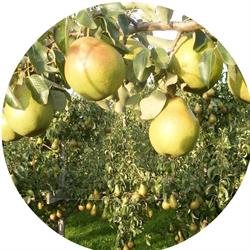 Fruitbedrijf Van den Berge, Tholen openingstijden
