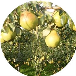 Fruitbedrijf Van den Berge, Tholen openingstijden