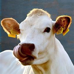 Bommelbeef, Ophemert openingstijden