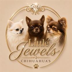 Kennel Little Jewels Chihuahua’s, Grooming Salon en Pension., Macharen openingstijden