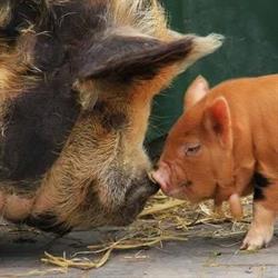 Kinderboerderij Engbergen, Gendringen openingstijden