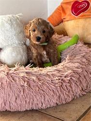 kennel from lovi's dream, Nederweert openingstijden