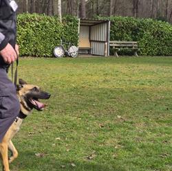 Allround Dog Security, Zuidwolde openingstijden