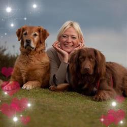 JOYFUL DOGS, Blaricum openingstijden