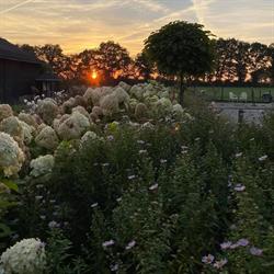 Bed & Breakfast De Tijd., Zwiggelte openingstijden