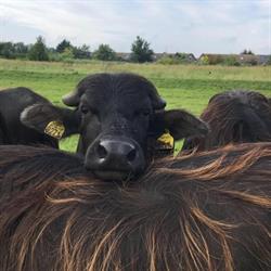 Boer ‘n Buffel Keizersrande, Diepenveen openingstijden