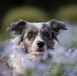 Indoor Training Just for Dogs, Zeewolde openingstijden