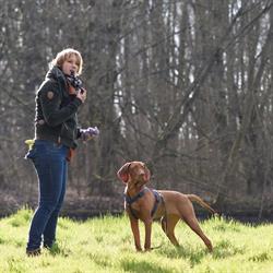 Coachjehond Indoor Hondenschool, Lisse openingstijden