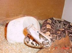 Stichting T.C.N. Animal Resque / Stichting Dierenhulpdienst Nederland, Zwanenburg openingstijden