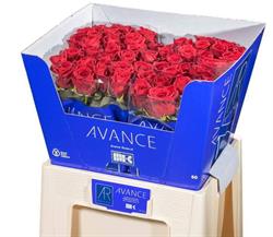 Avance Roses, Berkel en Rodenrijs openingstijden