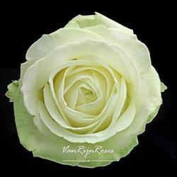 Van Rijn Roses, De Kwakel openingstijden