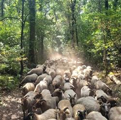 Schaapskooi Schaapskudde Ruinen, openingstijden