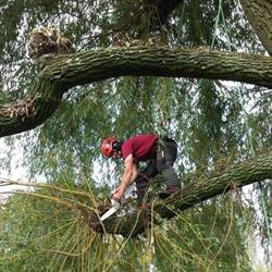 D.woudstra groen, Rhenoy openingstijden
