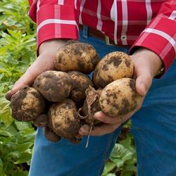 Van Sabben Agro C.V., Driewegen openingstijden