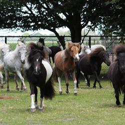 Alpaca & Falabella Ranch Rzadkiewa, Kerkwerve openingstijden