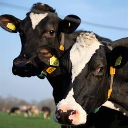 IJsseltap boerderij Kuijt, IJsselstein openingstijden