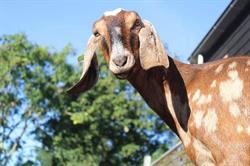 Kinderboerderij Oortjespad, Kamerik openingstijden