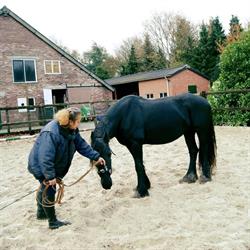 Stal Eldorado, Hollandscheveld openingstijden
