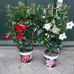 Tuincentrum vlieghuus, Coevorden openingstijden
