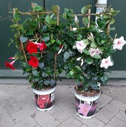 Tuincentrum vlieghuus, Coevorden openingstijden