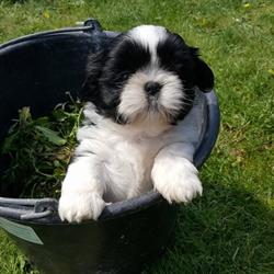 Shih-Tzu & Whippet Kennel LOVE of SANMARLO, Deinum openingstijden