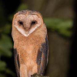 B&B De Onlanden, Eelderwolde openingstijden