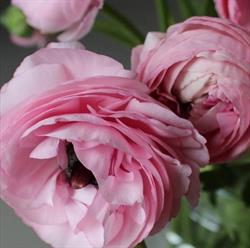 Nuijens Bloemen Gedempte Turfhaven, Hoorn openingstijden