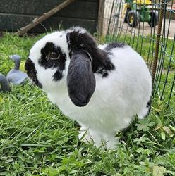 Kinderboerderij De Ahof, Aalten openingstijden