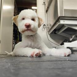 Trimsalon Animaux, Deventer openingstijden