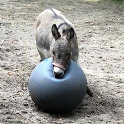 Kinderboerderij 't Molentje-groenendaal, Heemstede openingstijden