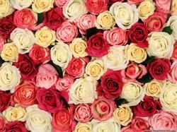 Zaan Flowers (Bloemenwinkel), Zaandam openingstijden