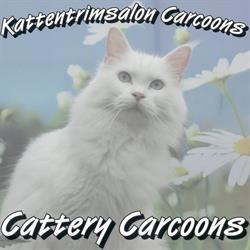 Carcoons, Ter Aar openingstijden