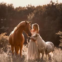 Paard & Professie, Heemskerk openingstijden