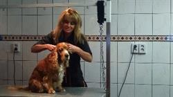 Hondentrimsalon Max, Enschede openingstijden