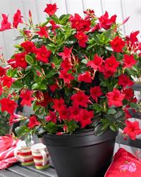 Summerville Plants, Heerhugowaard openingstijden