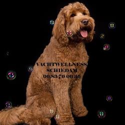 Trimsalon Vachtwellness Schiedam, openingstijden