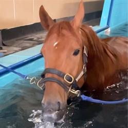Equine Sport Support, Roswinkel openingstijden