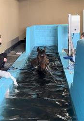 Equine Sport Support, Roswinkel openingstijden
