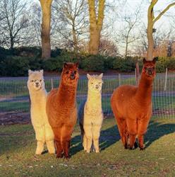 Alpaca's Enzo, Wittelte openingstijden