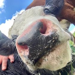 Kinderboerderij Huizen, openingstijden
