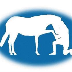 Horse Respect Freestyle Trainingscentrum, Sint Kruis openingstijden