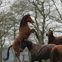 Paardenpension Buitenkans, Uddel openingstijden