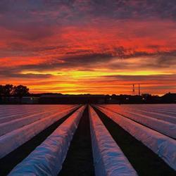 Aspergeboerderij Schalk, Prinsenbeek openingstijden