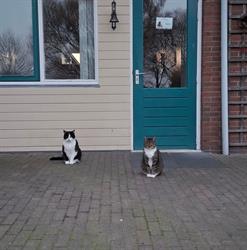 Dierenartsenpraktijk Boonstra, Nijeholtwolde openingstijden