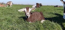 White Ranch, Assendelft openingstijden