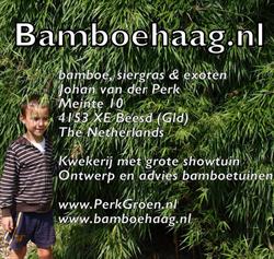bamboehaag.nl kwekerij bamboes, siergrassen en exoten. Maart-november vr+za 10-17uur, Beesd openingstijden