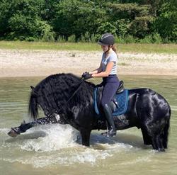 Friesiansforsale.eu, Hartwerd openingstijden