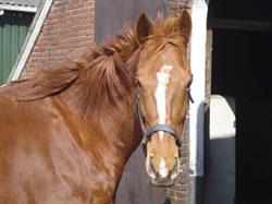 Paardenhoek, Deventer openingstijden
