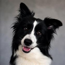 From Magic Twinkle Border Collie's, Urmond openingstijden