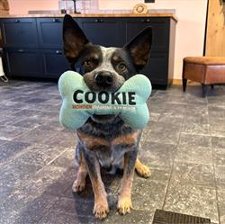 Hondentraining & Pension Cookie, Heelweg openingstijden